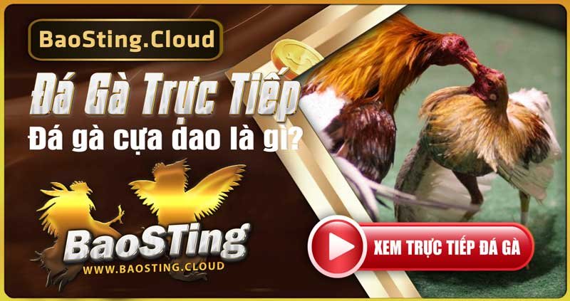 Sảnh Đá Gà Cựa Dao Tại BaoSting Đá gà cựa dao là gì?