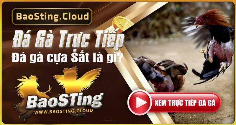 Sảnh Đá Gà Cựa Dao Tại BaoSting Luật chơi đá gà cựa dao